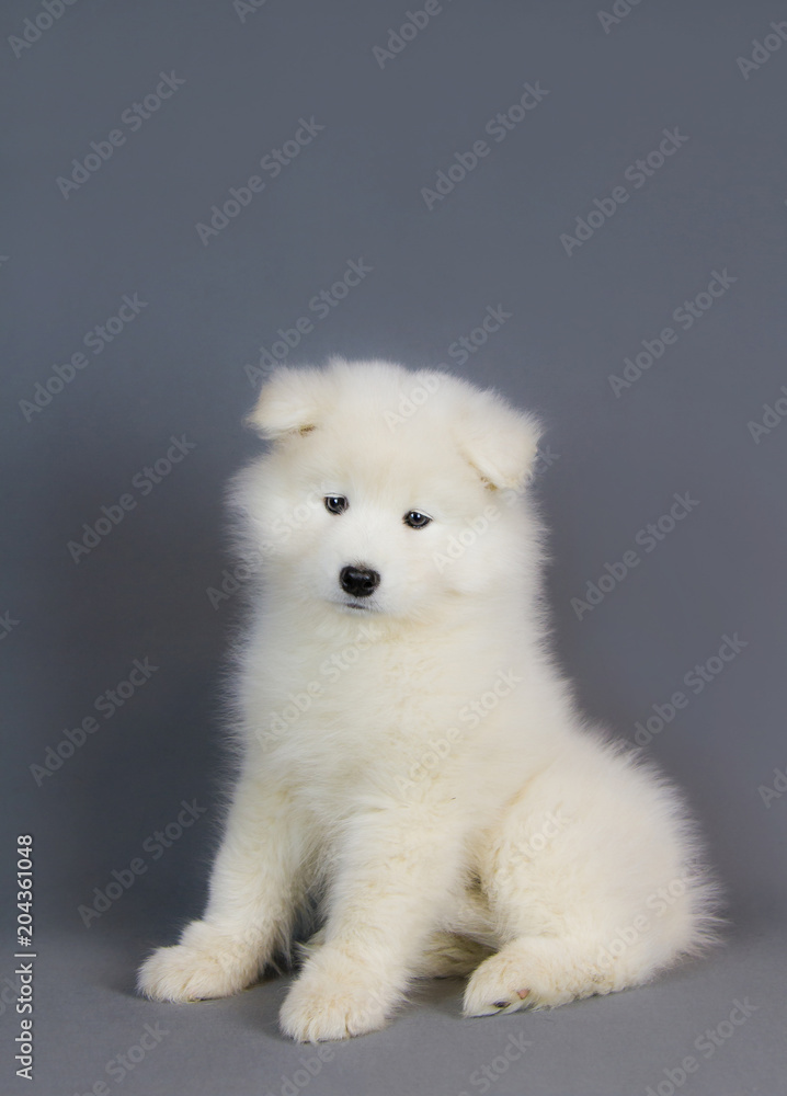 Samoyed puppy in the grey studio.