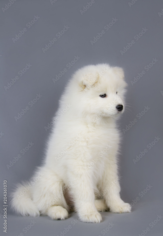 Samoyed puppy in the grey studio. Samoyed puppy in the grey studio.