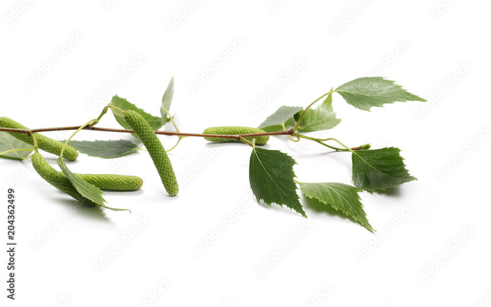 Obraz premium Młoda brzoza gałąź z zielonymi liśćmi i ziarnami odizolowywającymi na białym tle