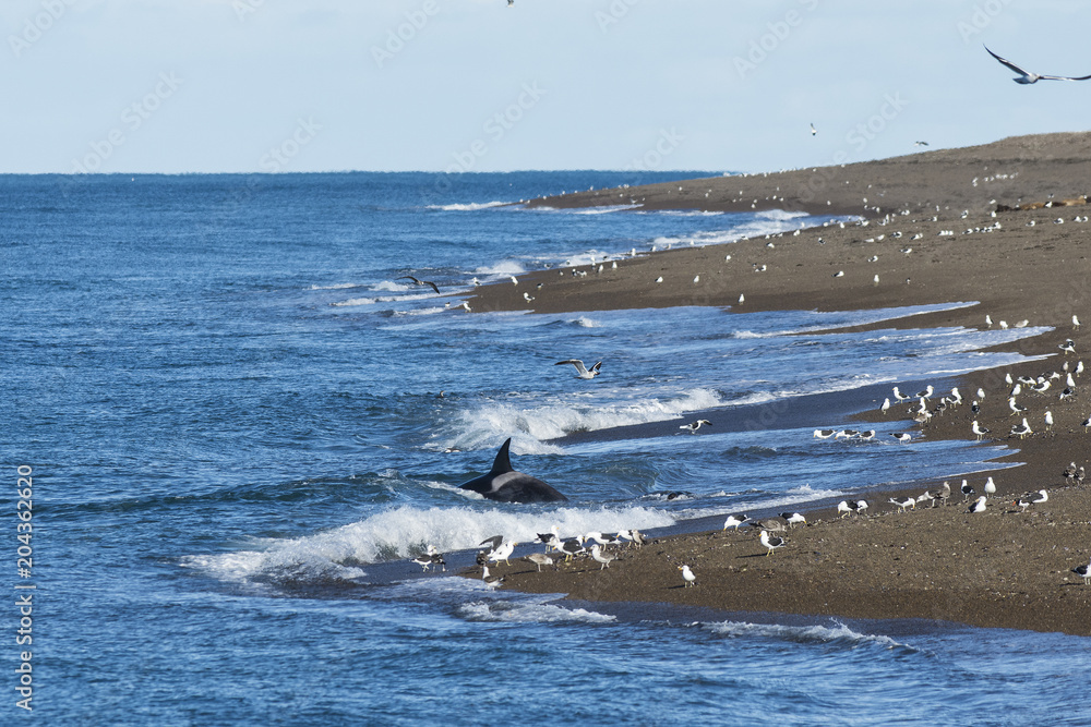 Fototapeta premium Orca hunting, Patagonia Argentina