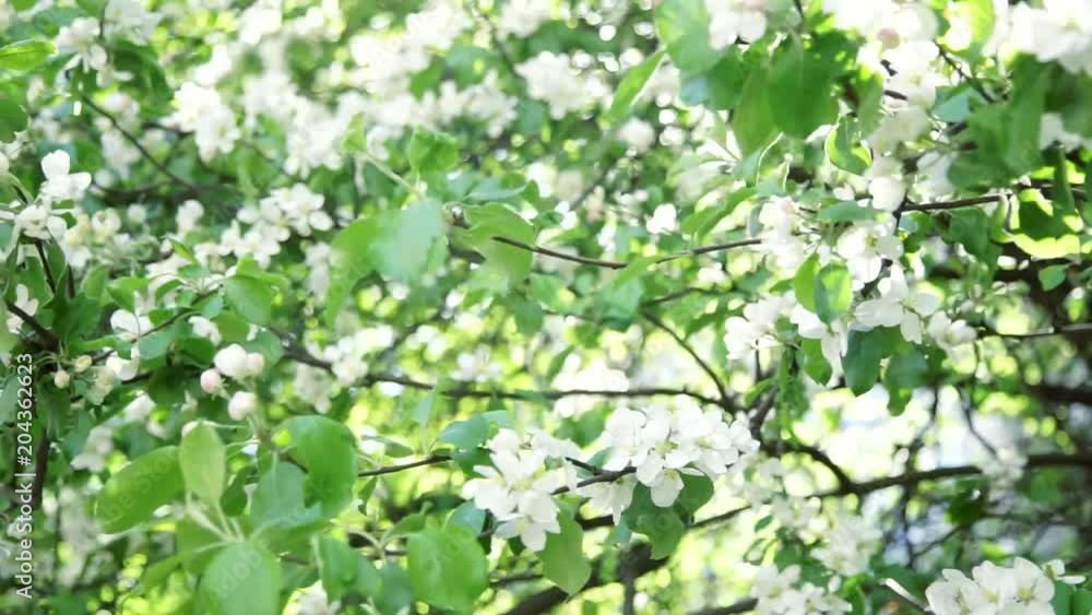 Blossoming apple tree swaying at the wind. Springtime, sunshine, natural beauty concept Blossoming apple tree swaying at the wind. Springtime, sunshine, natural beauty concept