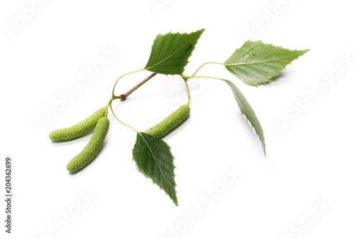 Young birch branch with green leaves and seeds isolated on white background