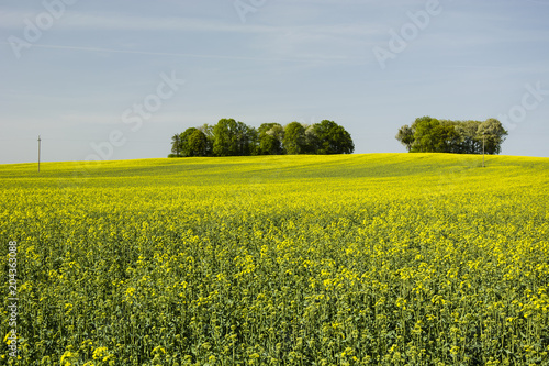 Field of rape and tree on the hill