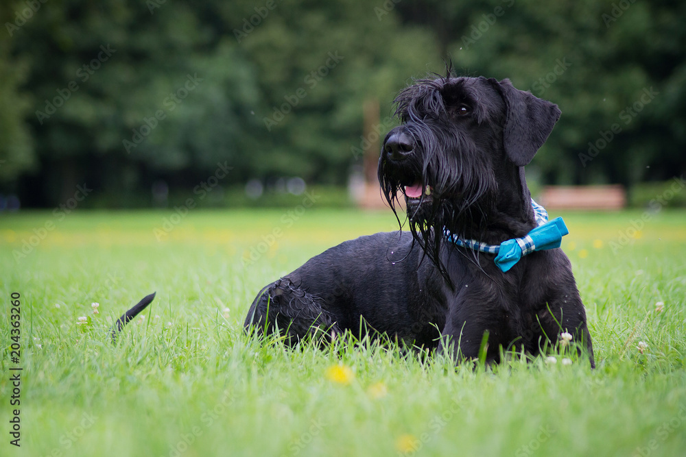 Giant Schnauzer in green background. Summer park. Giant Schnauzer in green background. Summer park.