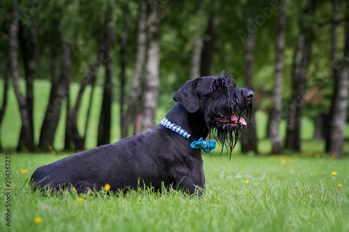 Giant Schnauzer in green background. Summer park.