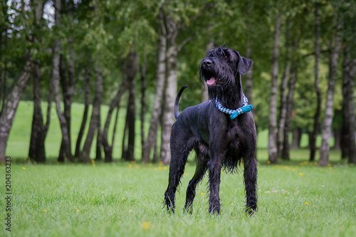 Papier peint Giant Schnauzer in green background. Summer park.