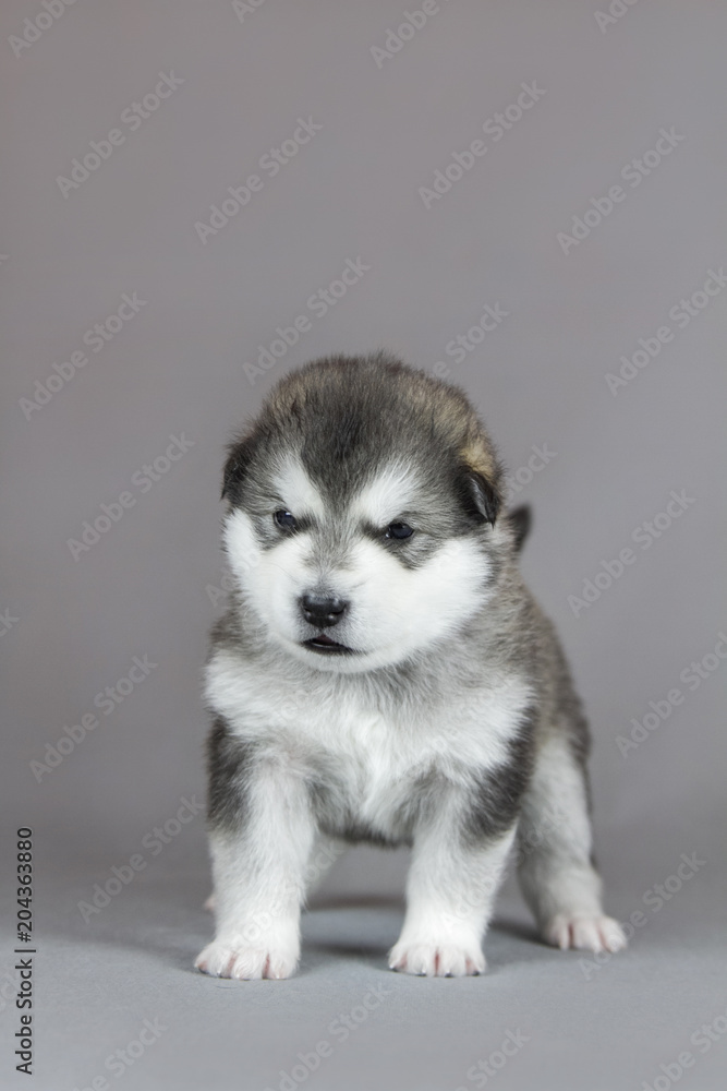 Alaskan malamute puppy in studio posing. Grey studio background. Alaskan malamute puppy in studio posing. Grey studio background.