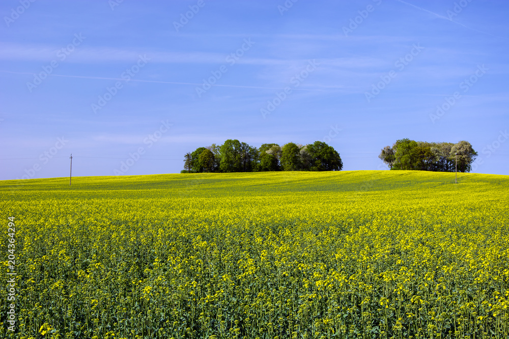 Rape field and a group of trees