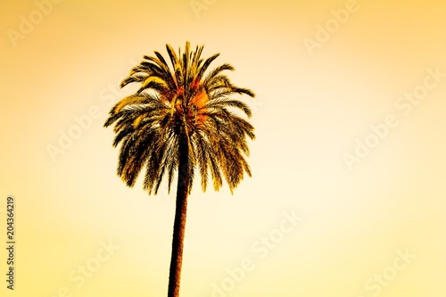 Vintage single tropical luxury paradise beach palm summer sky. Huge lonely palm at foreign holiday coast. Beautiful symbol of tourism vacation trip travelling to holiday dream island. Copypace © azur13