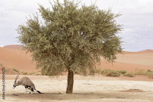 Oryx Antilope in Namibia beim kacken photo