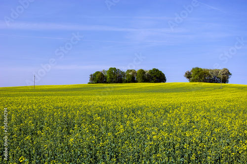 Rape field and a group of trees
