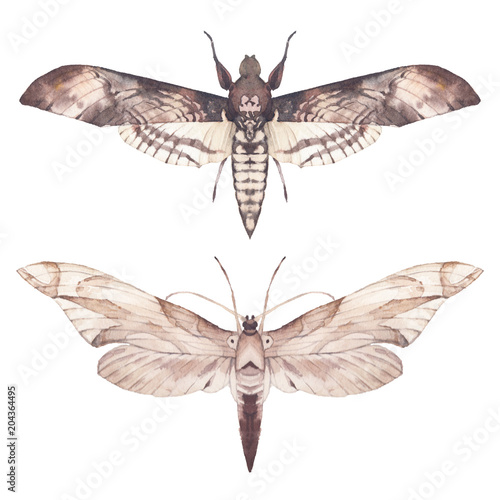 Watercolor moth set. Hand drawn butterfly illustrations isolated on white background. Natural clip art