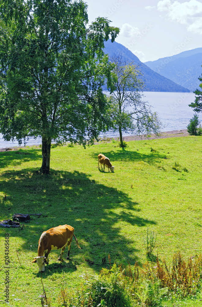 Pastoral landscape. Cows grazing on the shore of a mountain lake