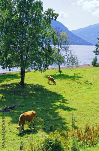 Pastoral landscape. Cows grazing on the shore of a mountain lake