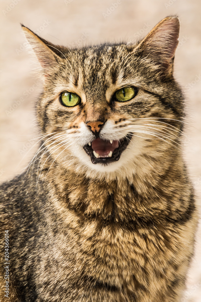 Close-up street cat portrait of European Shorthair breed Close-up street cat portrait of European Shorthair breed