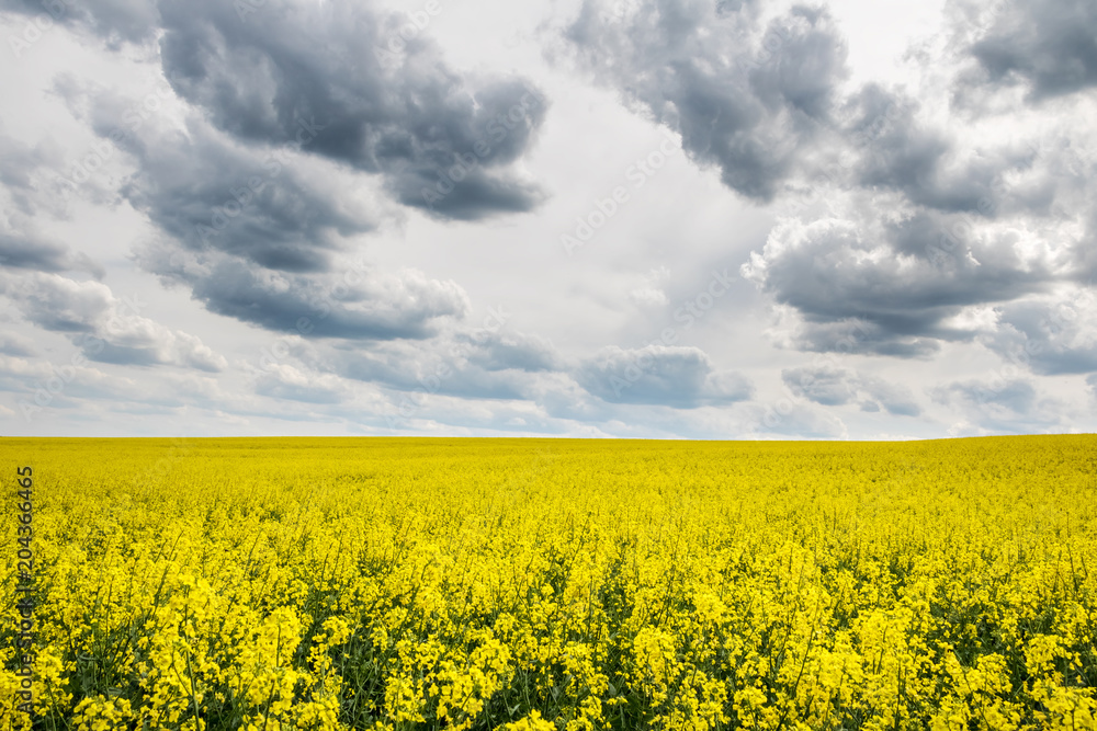 Spring landscape with yellow flowering colza fields under dramatic sky