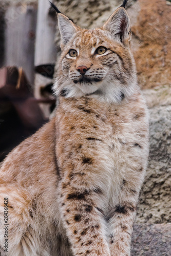 Eurasian lynx (lynx lynx) sitting and looking to the left © Martin