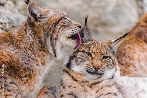 Eurasian lynx (lynx lynx) cleaning other lynx with his tounge