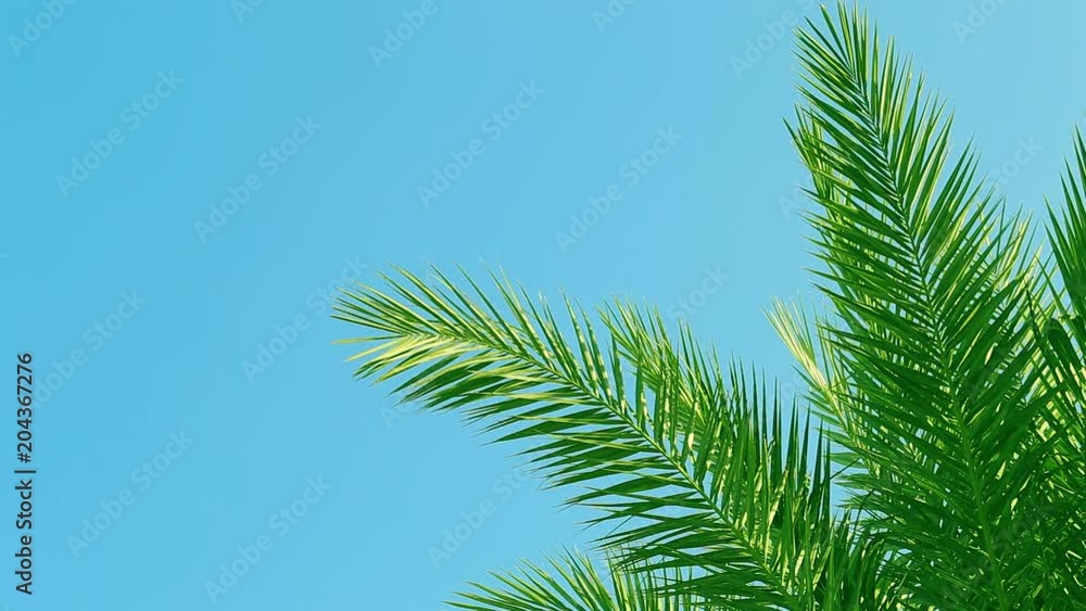 Beautiful green leafs of palm tree isolated at bright blue sky background. Real time full hd video footage. Beautiful green leafs of palm tree isolated at bright blue sky background. Real time full hd video footage.