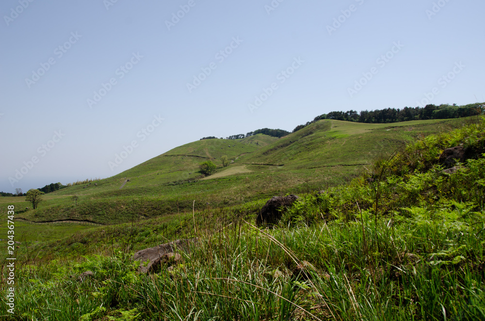 Obraz premium 静岡県賀茂郡東伊豆町稲取の細野高原です。春の山菜狩りシーズンの画像です。2018年4月17日に国際連合教育科学文化機関（ユネスコ）から国内9地域目の世界ジオパークに認定されました。