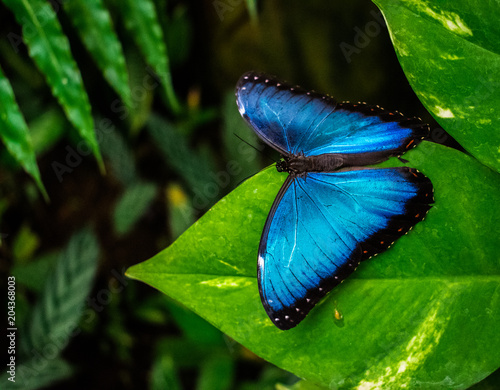 Morpho peleides, the Peleides blue morpho butterfly resting on a green leave with jungle background