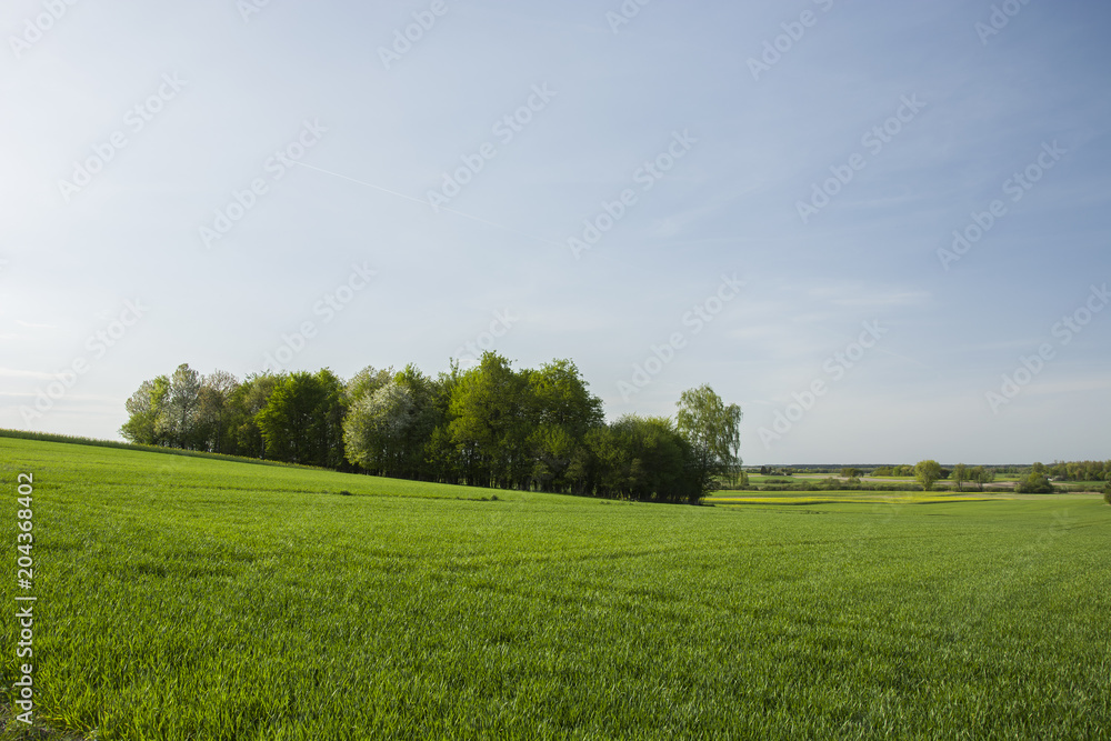 Forest growing on a hill and a green meadow Forest growing on a hill and a green meadow