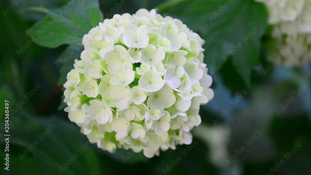 Viburnum opulus, Viburnum opulus roseum, Viburnum Boule de Neige, flowers Viburnum opulus, Viburnum opulus roseum, Viburnum Boule de Neige, flowers