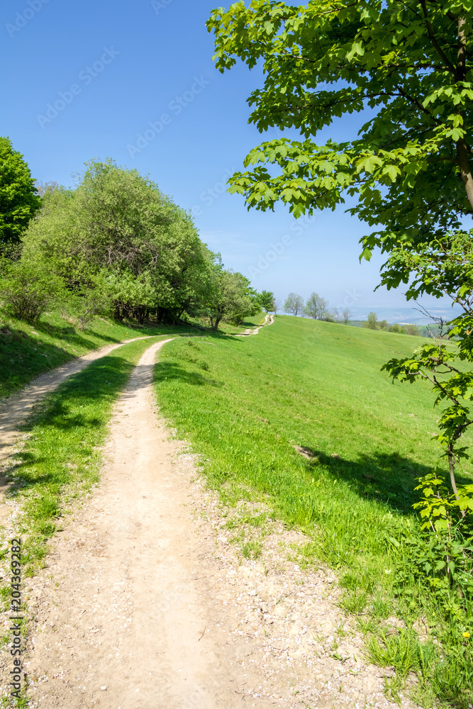 Spring landscape with dirt road, green pastures and trees