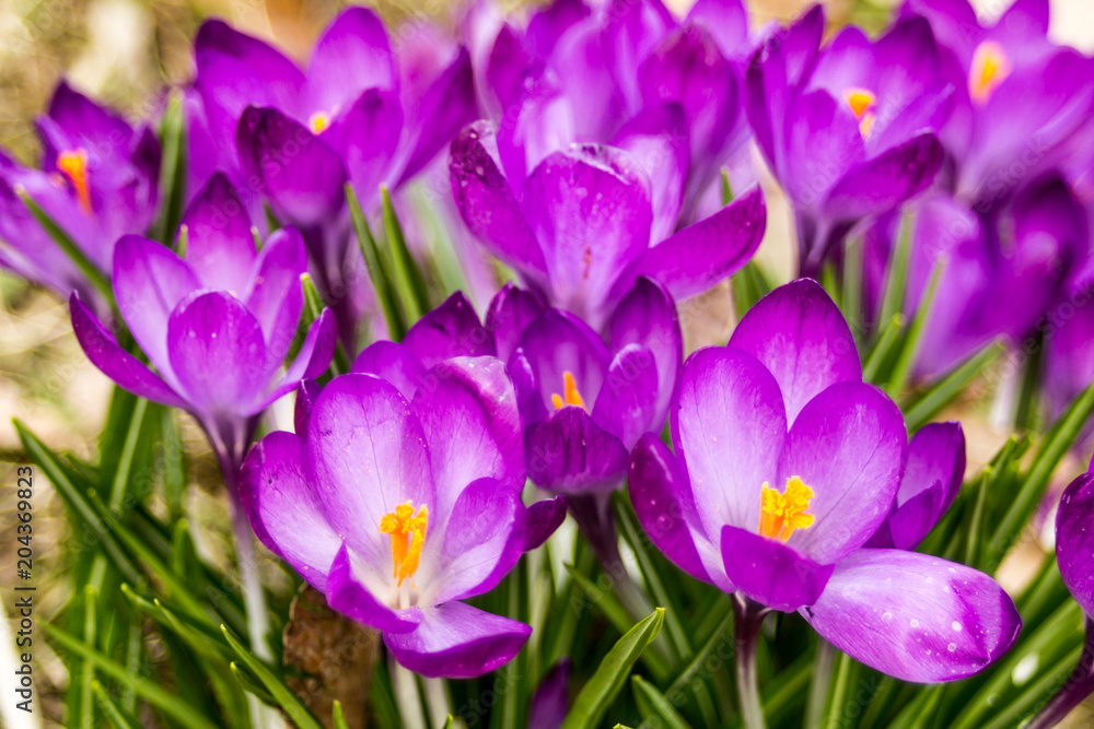 Crocus, plural crocuses or croci is a genus of flowering plants in the iris family. A single crocus, a bunch of crocuses, a meadow, close-up Crocus, plural crocuses or croci is a genus of flowering plants in the iris family. A single crocus, a bunch of crocuses, a meadow, close-up