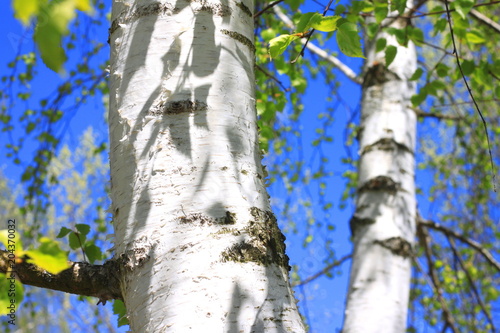 birch trees with white bark in summer in birch grove