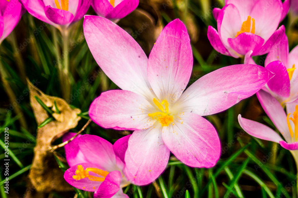Crocus, plural crocuses or croci is a genus of flowering plants in the iris family. A single crocus, a bunch of crocuses, a meadow, close-up Crocus, plural crocuses or croci is a genus of flowering plants in the iris family. A single crocus, a bunch of crocuses, a meadow, close-up