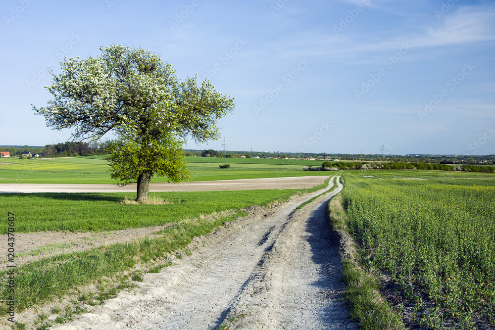 Fields and meadows, country road and flowering tree