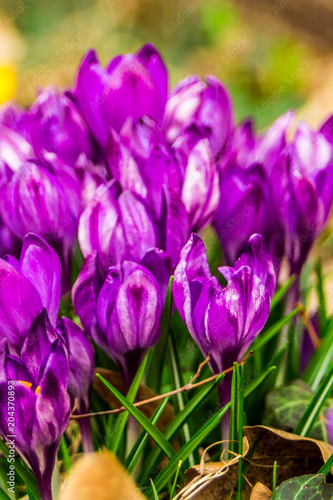 Crocus, plural crocuses or croci is a genus of flowering plants in the iris family. A single crocus, a bunch of crocuses, a meadow, close-up Crocus, plural crocuses or croci is a genus of flowering plants in the iris family. A single crocus, a bunch of crocuses, a meadow, close-up