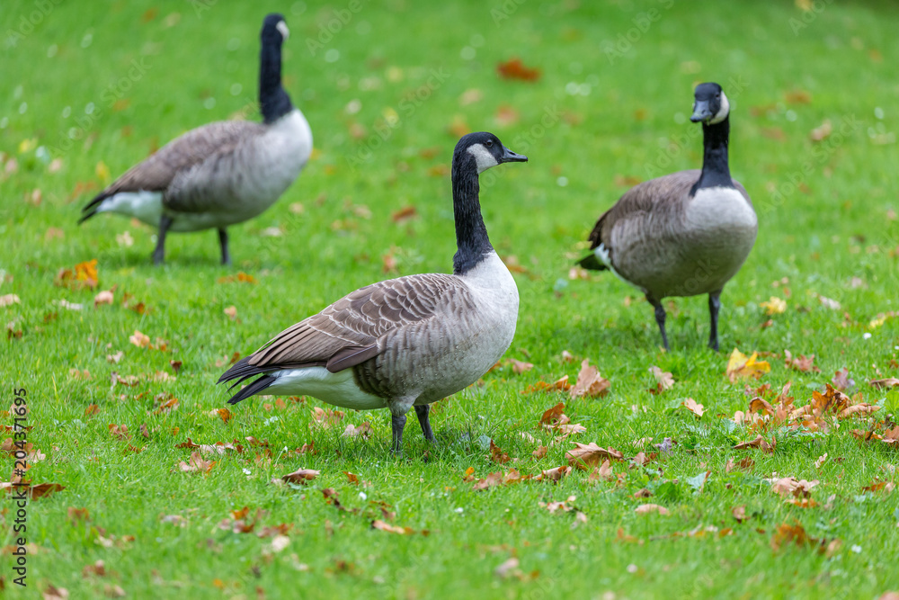 Geese Geese