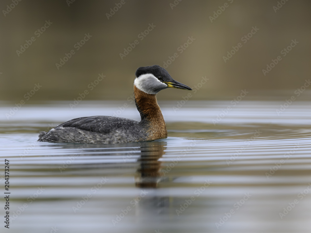 Red Necked Grebe Swimming Red Necked Grebe Swimming