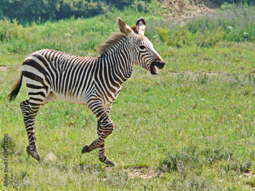 Freude am Leben - Zebra Baby