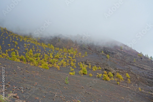 Landscape of a hiking trail GR131 Ruta de los Volcanes with canarian pine trees and clouds leading from Fuencaliente to Tazacorte on La Palma, Canary Islands, Spain photo