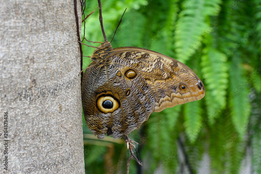 Fototapeta premium Large, camouflaged brown moth on a tree