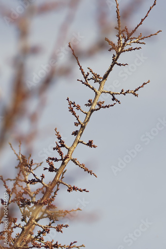 swollen buds on a branch in a close-up park