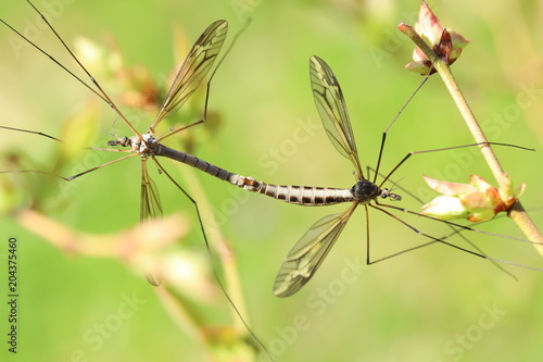 Dragonflies © ramund88
