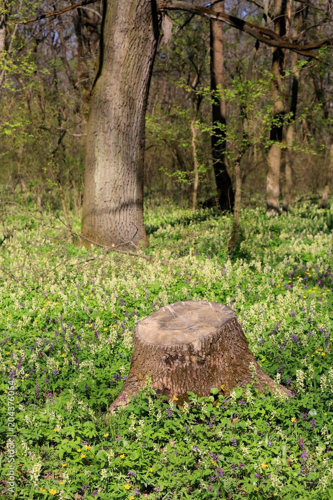 Obraz premium stary drewniany pień w lesie