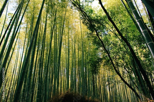 Arashiyama