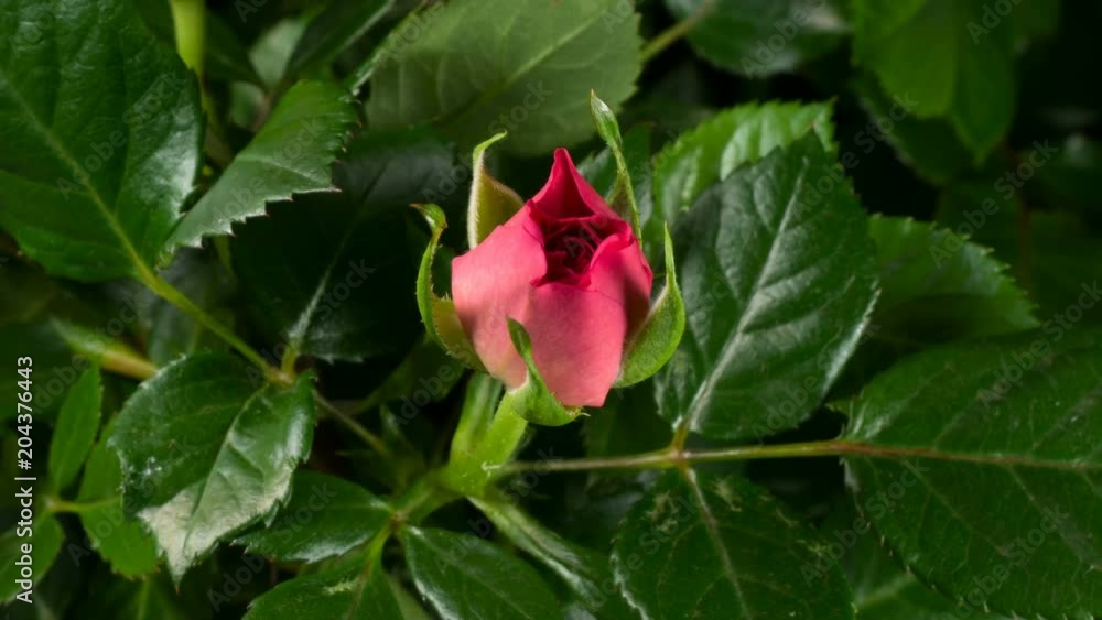 Timelapse of pink rose growing blossom from bud to big flower on green leaves background Timelapse of pink rose growing blossom from bud to big flower on green leaves background