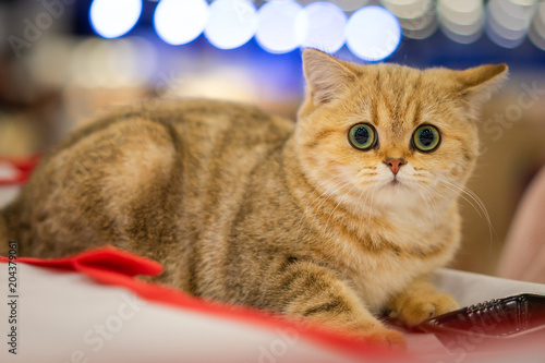 A frightened cat. A cat wit...