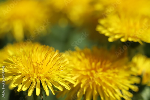 Dandelion