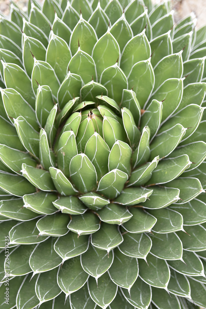 Agave reginae au jardin Agave reginae au jardin