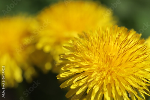 Dandelion