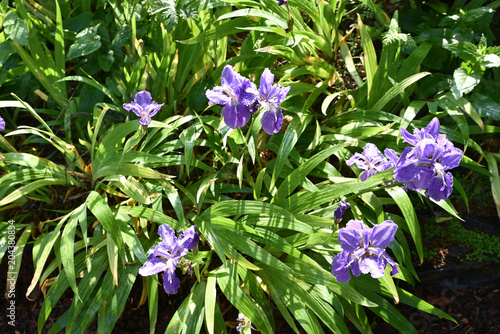 Fototapeta Naklejka Na Ścianę i Meble -  Iris tectorum de Chine au printemps