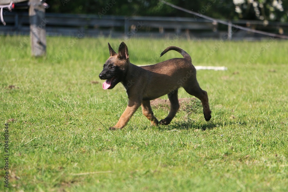 small malinois puppy is walking in the garden small malinois puppy is walking in the garden