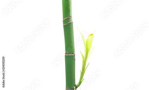 Fototapeta Naklejka Na Ścianę i Meble -  Fresh branches of bamboo on white background.